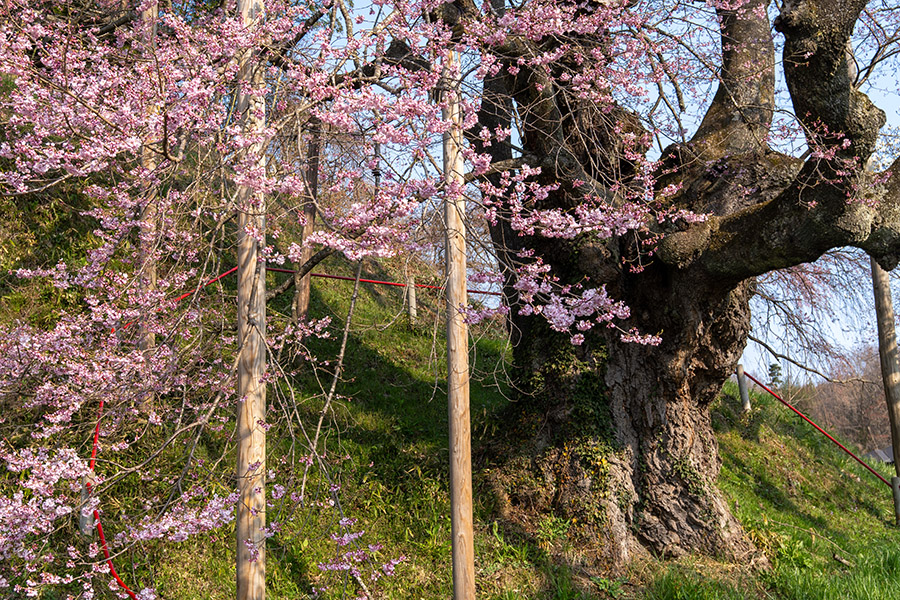 是哉寺地蔵桜・幹