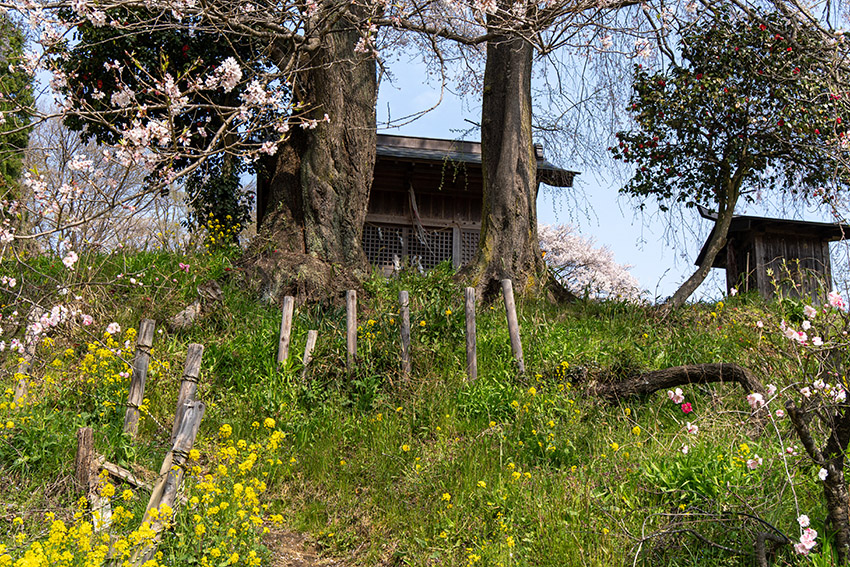 桜の根元の天神様