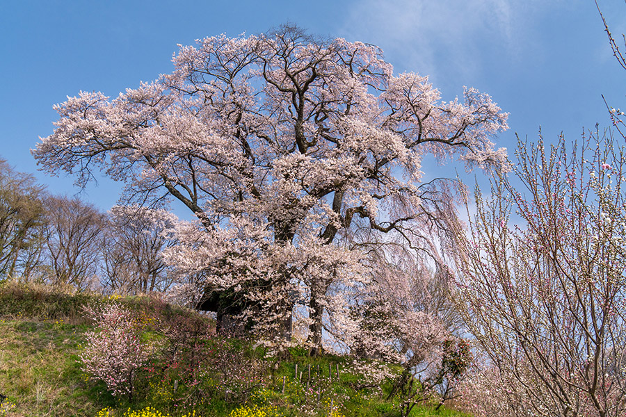 天神夫婦桜