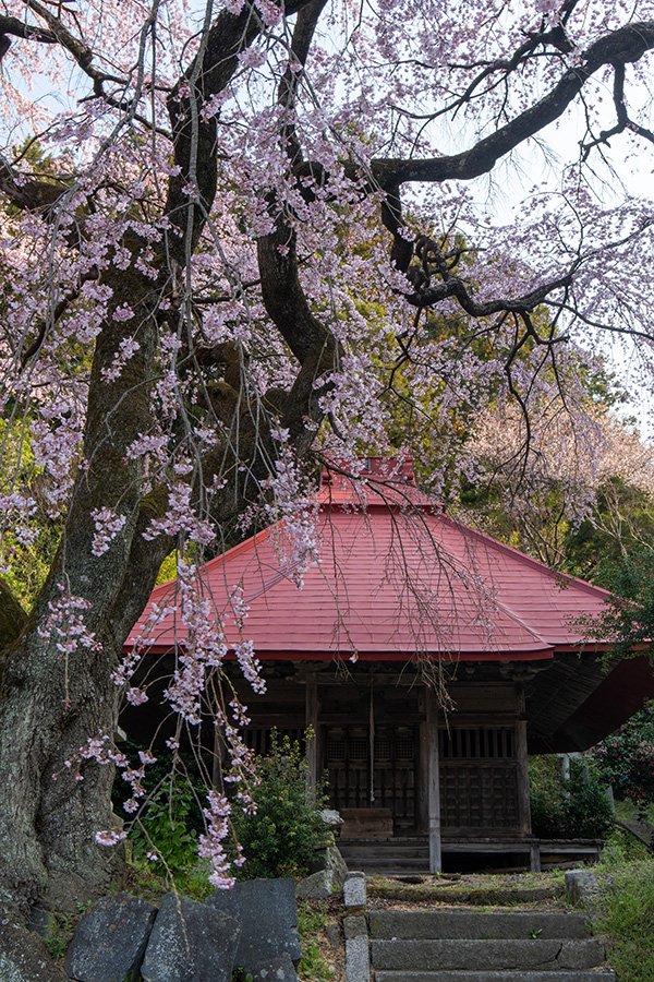 観音堂にしだれ桜
