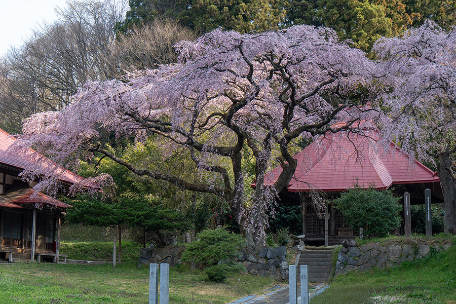 水月観音堂の桜