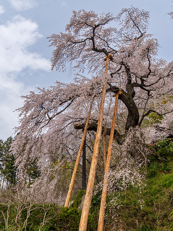 蓮華寺の桜