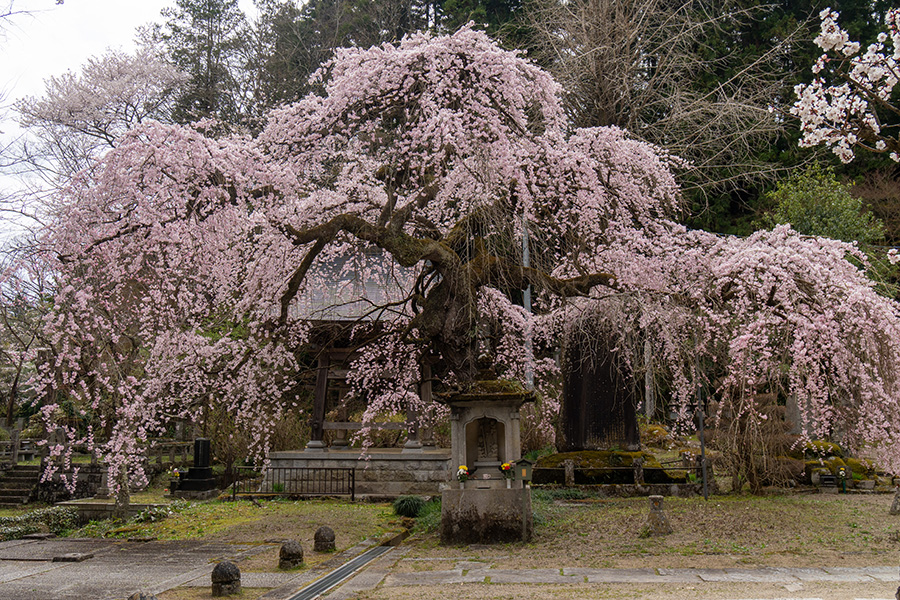 大隣寺のしだれ桜