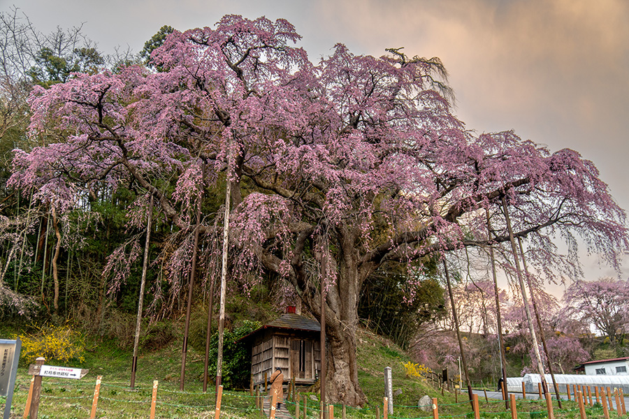 紅枝垂地蔵桜