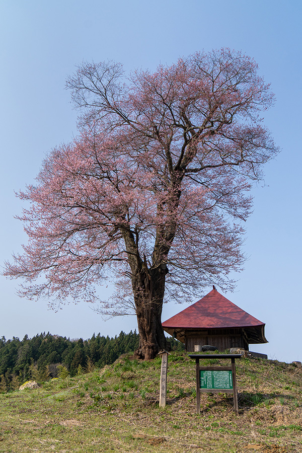 十一面観音桜