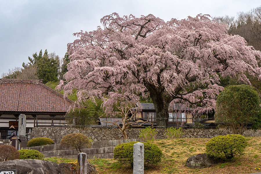 永泉寺のしだれ桜