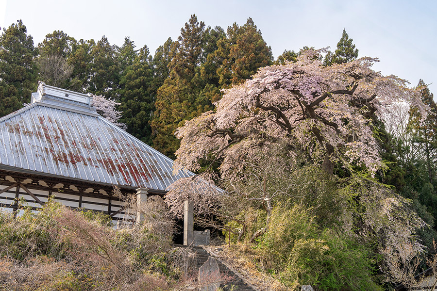 妙養寺の弥陀桜
