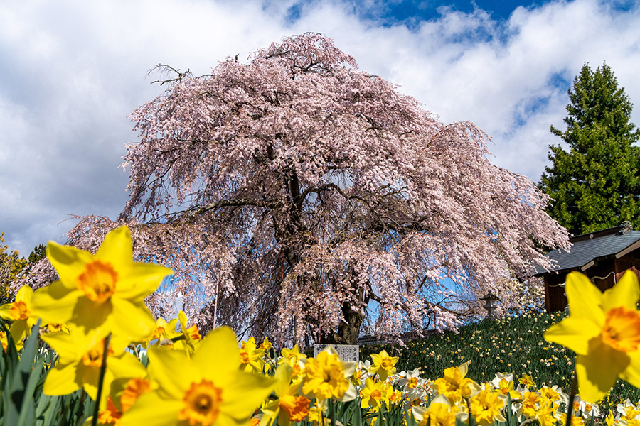 金毘羅桜