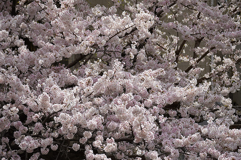 桜の咲き方自体が狂おしき…