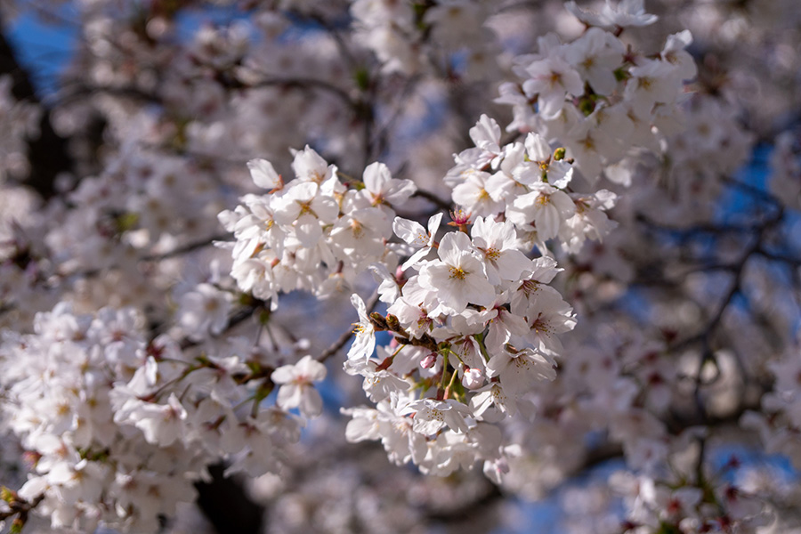 浮間公園の桜