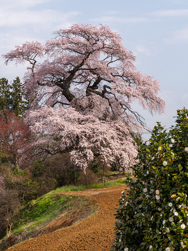 平介桜