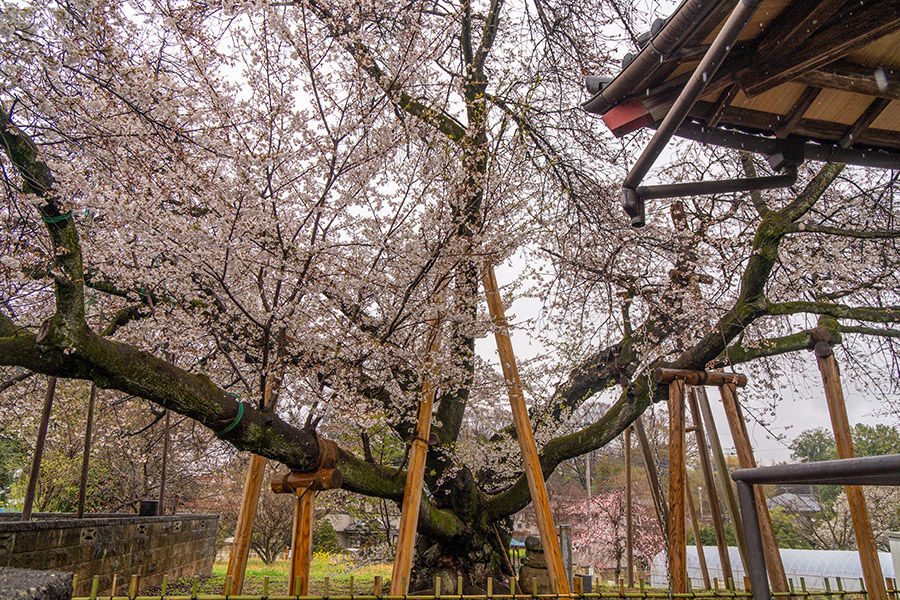 石戸蒲桜