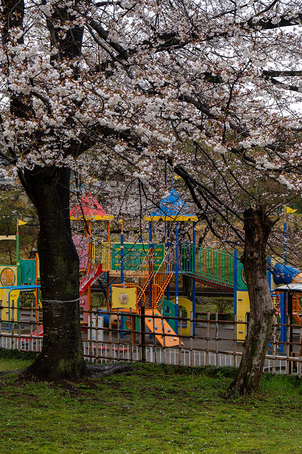 公園の遊具と桜