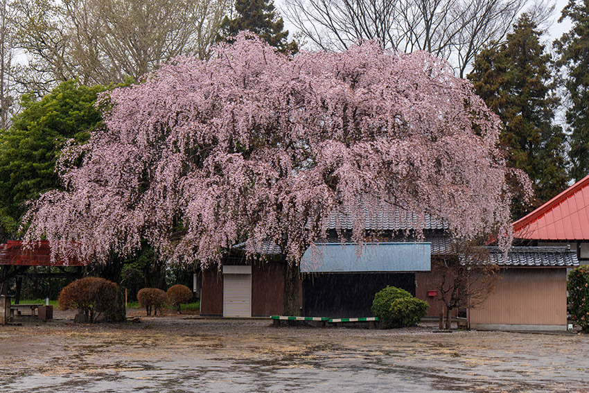 放光寺のしだれ桜