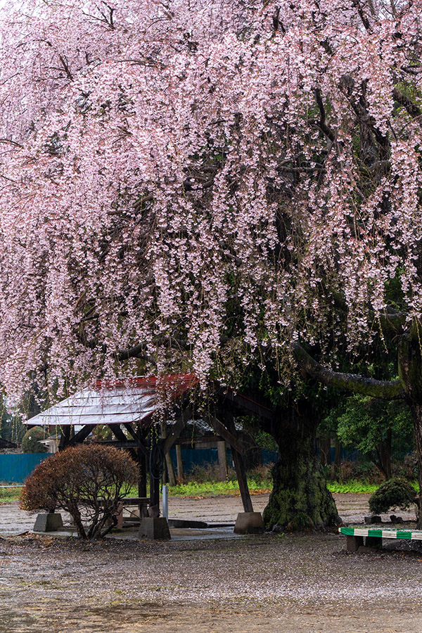 三春滝桜の子孫らしい