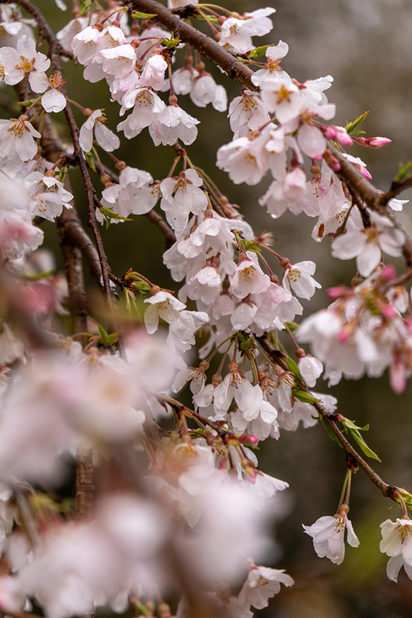花は盛りを過ぎてるかな…