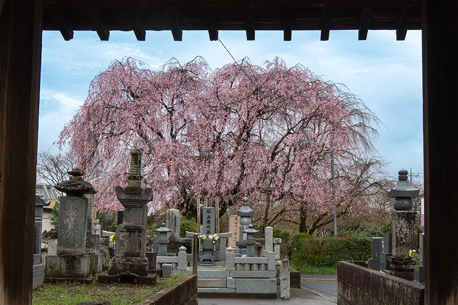 阿弥陀堂のしだれ桜