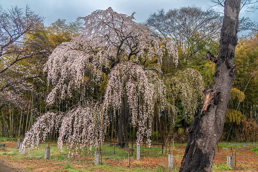 普門寺のしだれ桜