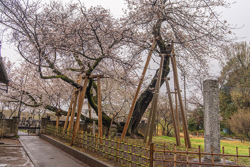 石戸蒲桜
