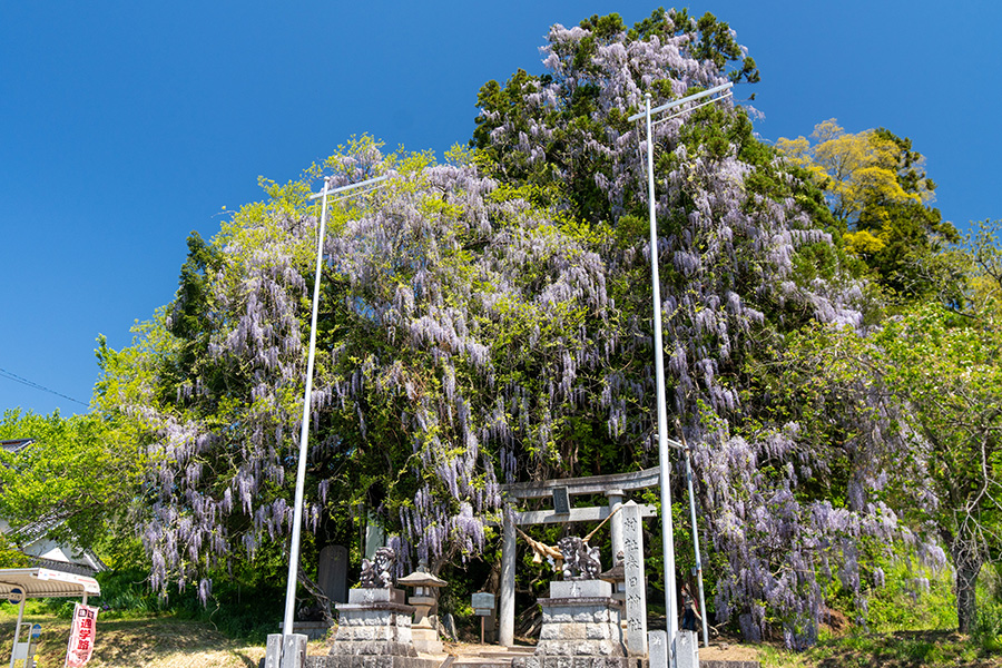 羽田春日神社の大藤