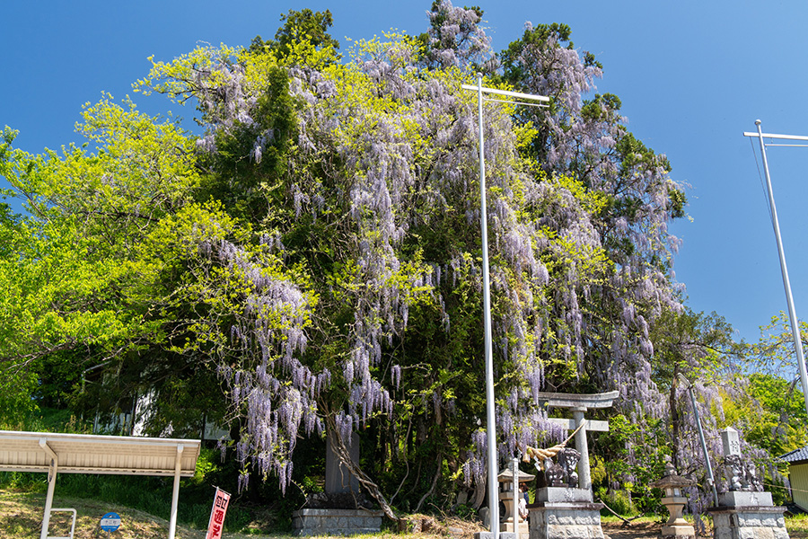 川俣町・羽田春日神社の大藤