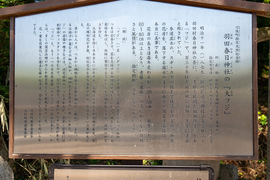 大藤は樹齢200年