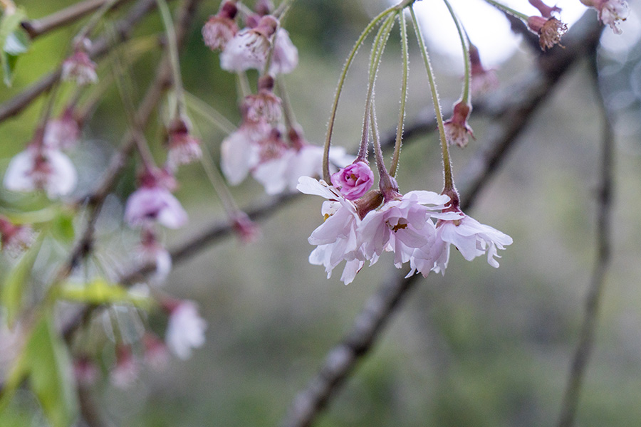 桜の咲き残りも少し