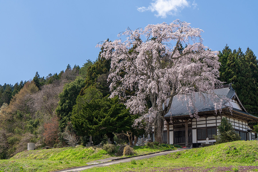 大方寺のしだれ桜