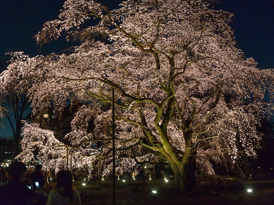 六義園のしだれ桜