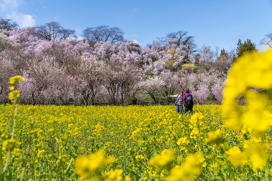 福島の桜の記事が，連続して取り上げられました