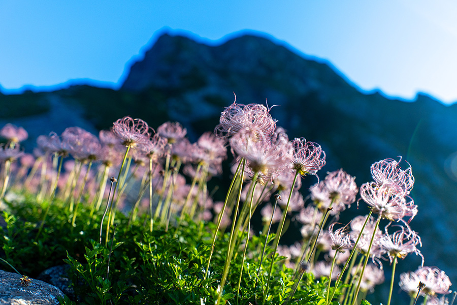 ワイドマクロ的な使い方もできます 20 mm, F2.8