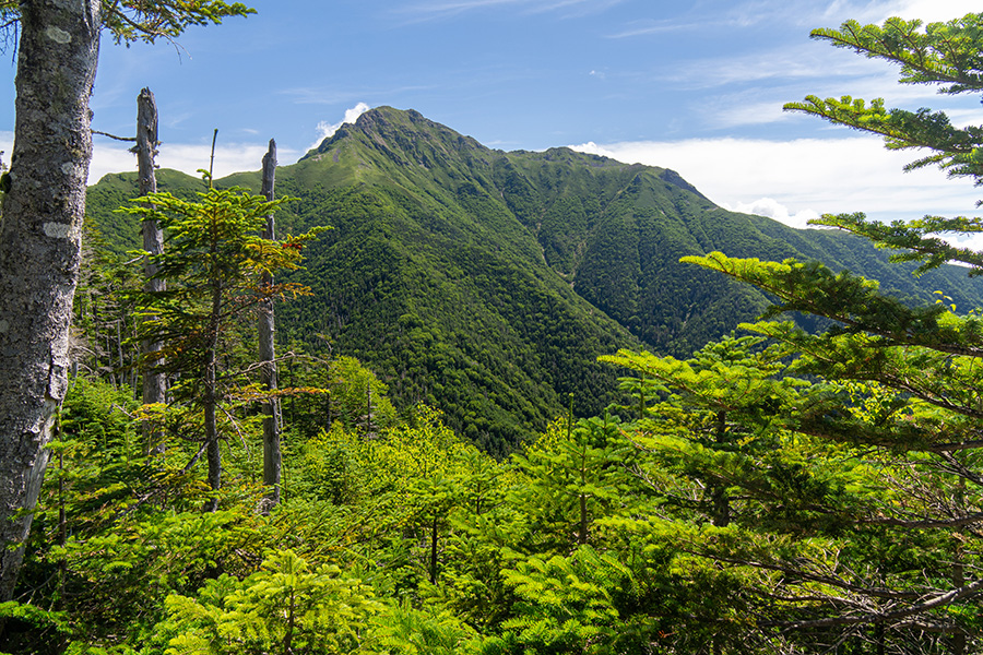 木の間越しに塩見岳