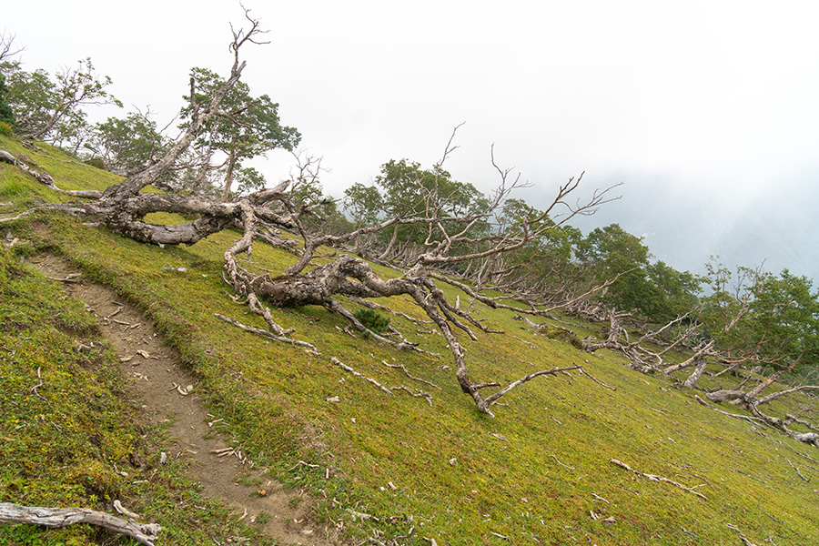北荒川岳手前の風衝地