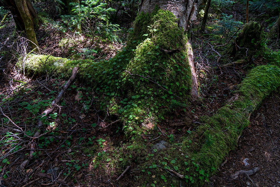 苔の森