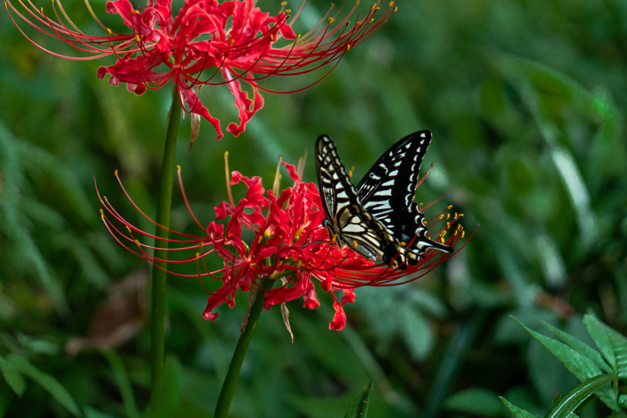 アゲハの羽ばたきは高速です