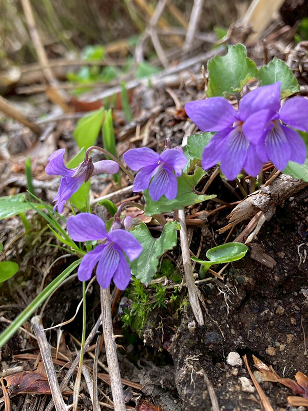 full of flowers