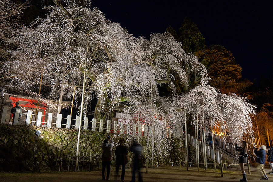 いわき・小川諏訪神社のしだれ桜