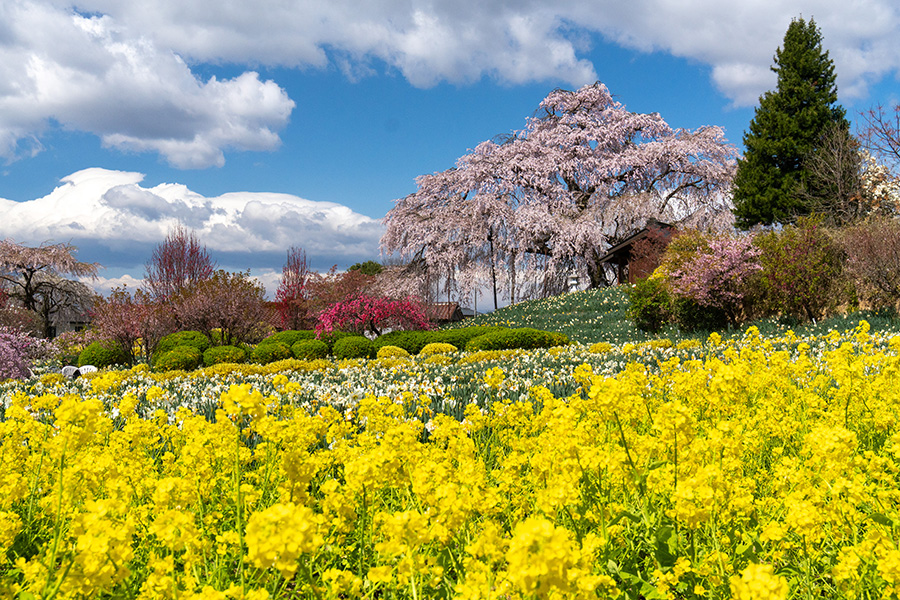 玉川村・金毘羅桜