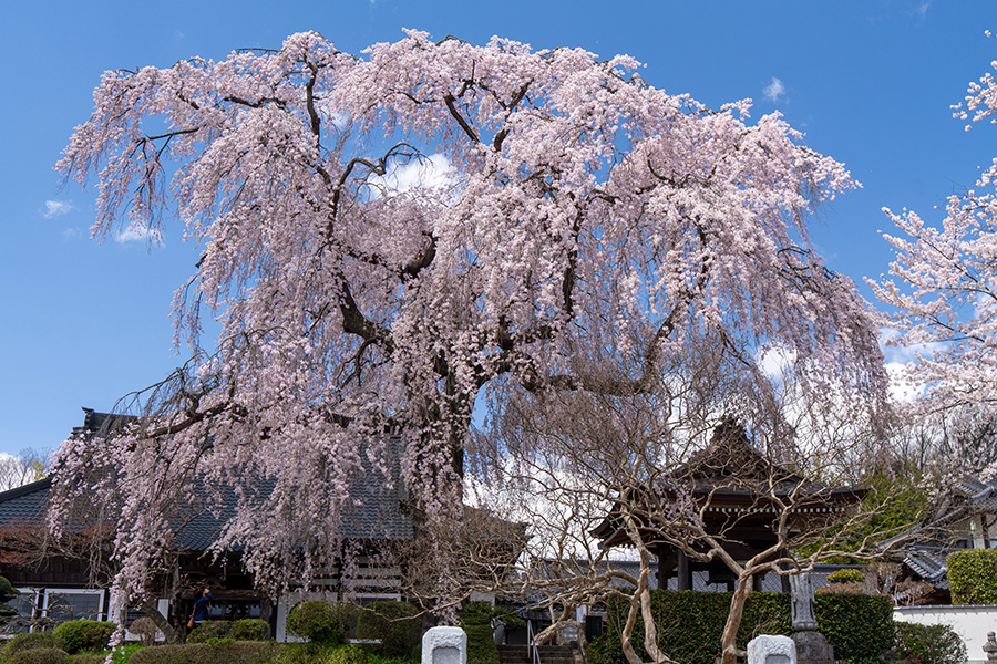 泉崎村・昌建寺のしだれ桜