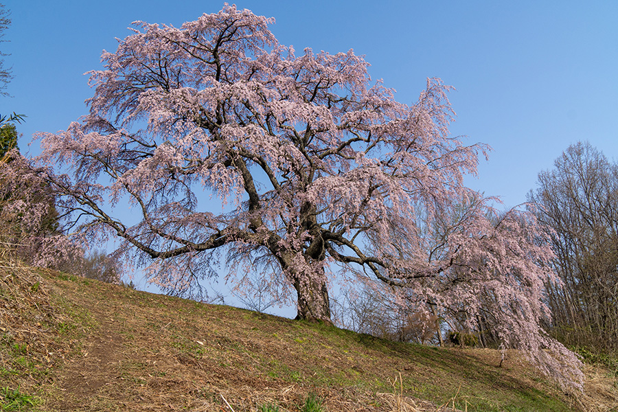 郡山市・五斗蒔田桜