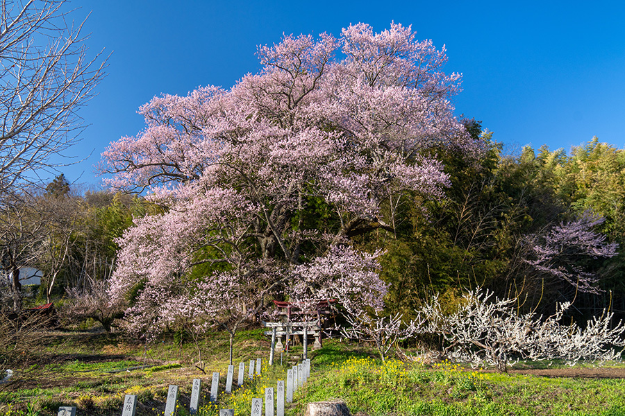 郡山市・稲荷神社の子授け桜