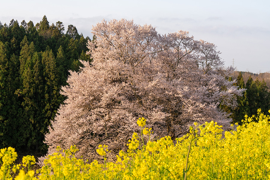 二本松市・梅沢の山桜