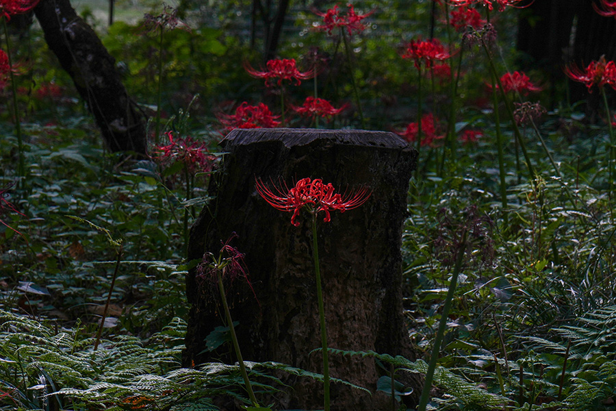 野川公園の彼岸花