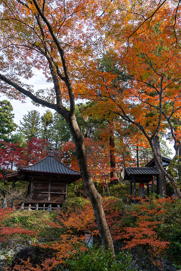 紅葉に包まれる文知摺観音普門院