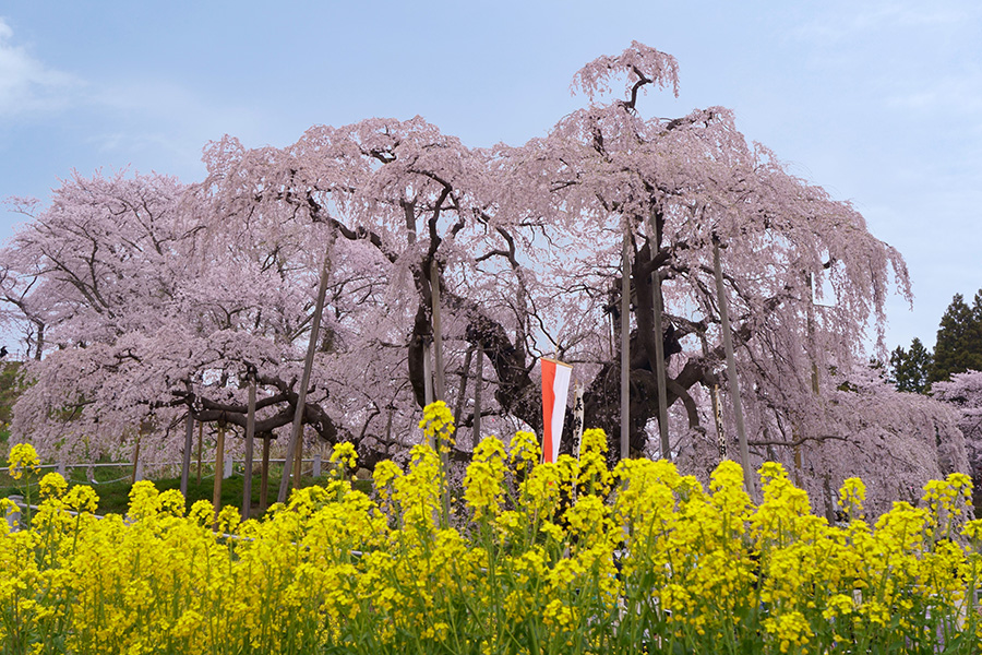 三春滝桜