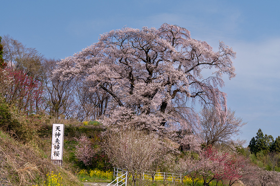 天神夫婦桜＠高柴デコ屋敷