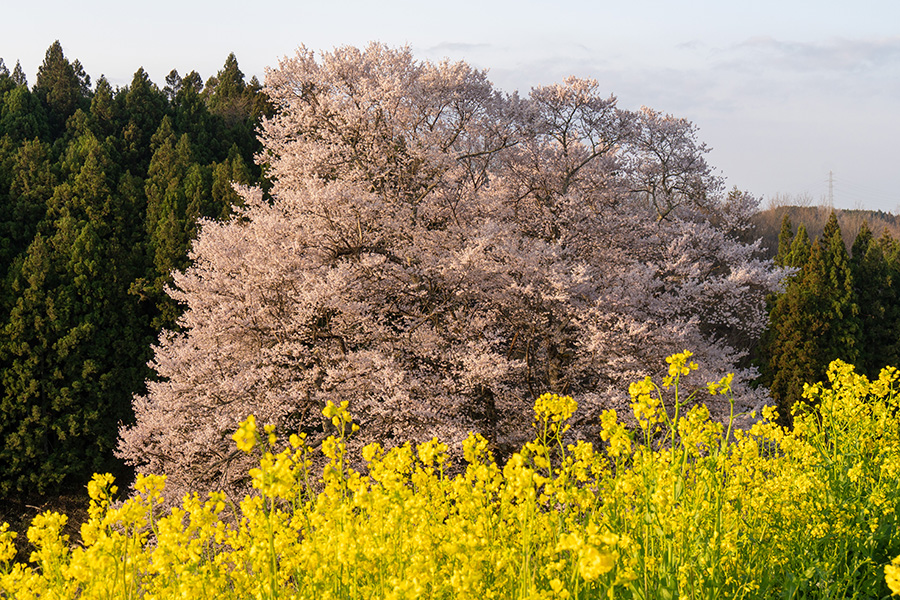 二本松市・梅沢の山桜