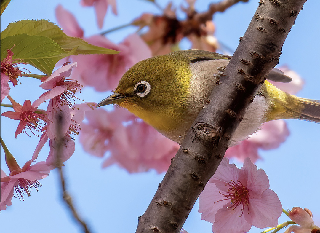 α6700 は野鳥の瞳を捉えてくれる