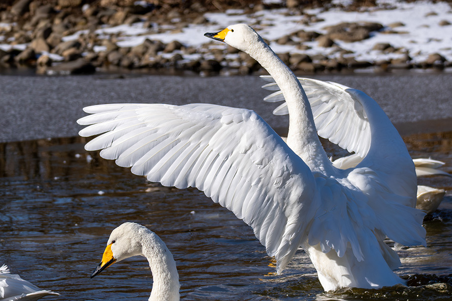 白鳥の強靭な背筋が見える