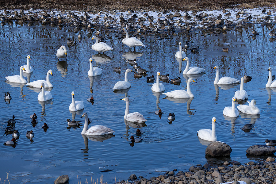あぶくま親水公園の白鳥たち